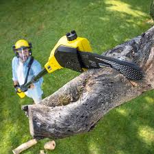 Why Choose Our Tree Removal Services in Utica, NE?