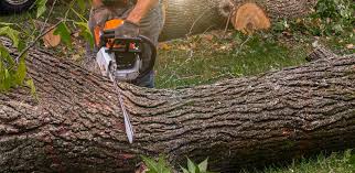 Best Tree Health Inspection  in Utica, NE