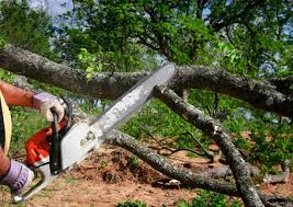 Trusted Utica, NE  Tree Services Experts